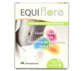 Equiflore